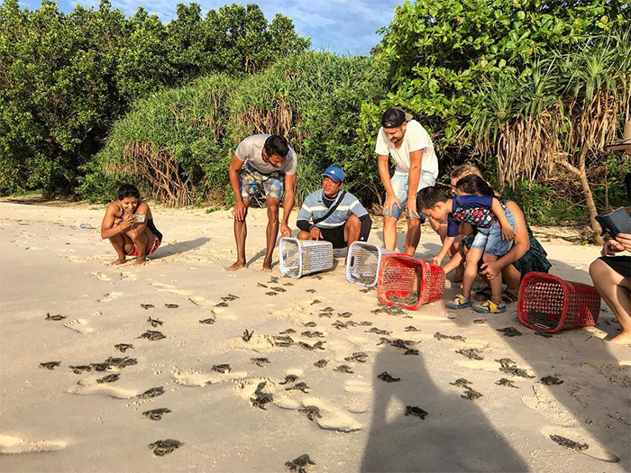 Trải nghiệm xem rùa biển đẻ trứng thú vị tại Côn Đảo