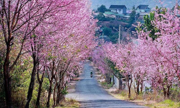 Đà Lạt mùa hoa anh đào