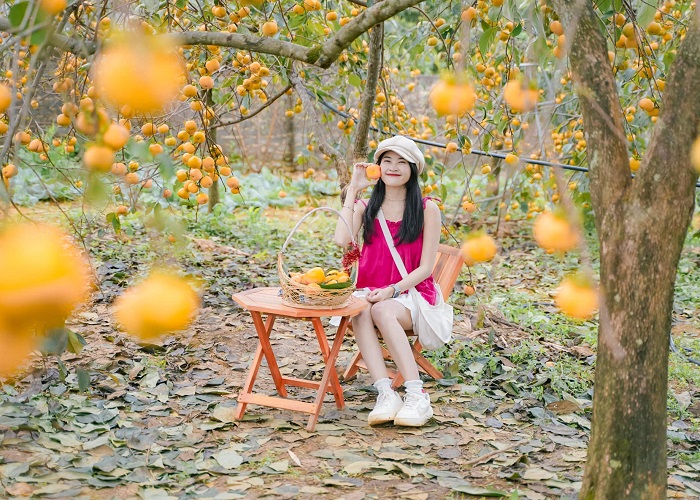 Mùa hồng ở Mộc Châu thường bắt đầu từ tháng 9 và kết thúc ở tháng 12, nhưng đẹp nhất để ghé thăm nơi đây là vào khoảng giữa tháng 10, đầu tháng 12.