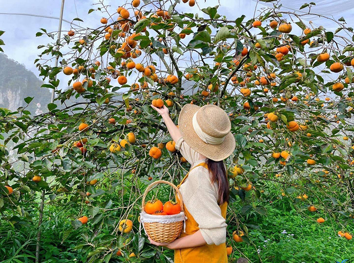 Du khách có thể vừa đi dạo giữa những tán lá xanh mướt, vừa lựa chọn những quả hồng ưa thích, cảm nhận vị ngọt tự nhiên, vừa tận hưởng không khí trong lành, mát mẻ của cao nguyên.